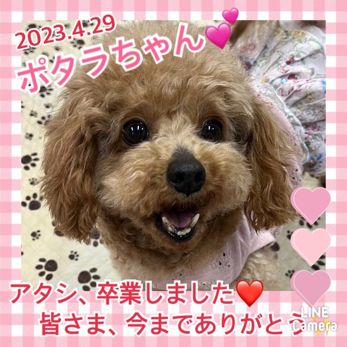 ★ポタラ★2023,3,13ー2023,4,29【保護犬カフェ天神橋店】